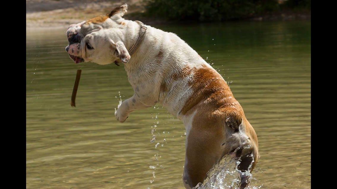 Engelsk bulldog Sookie - Molosshusets Madame Tussaud billede 22