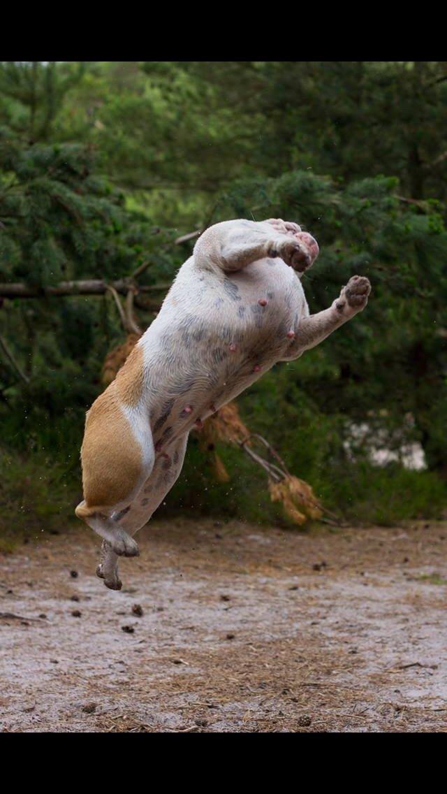 Engelsk bulldog Sookie - Molosshusets Madame Tussaud billede 23