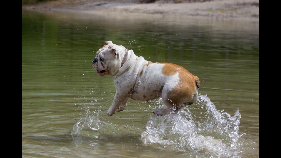 Engelsk bulldog Sookie - Molosshusets Madame Tussaud billede 24