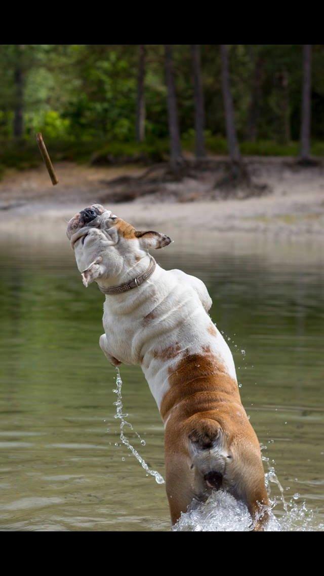 Engelsk bulldog Sookie - Molosshusets Madame Tussaud billede 25