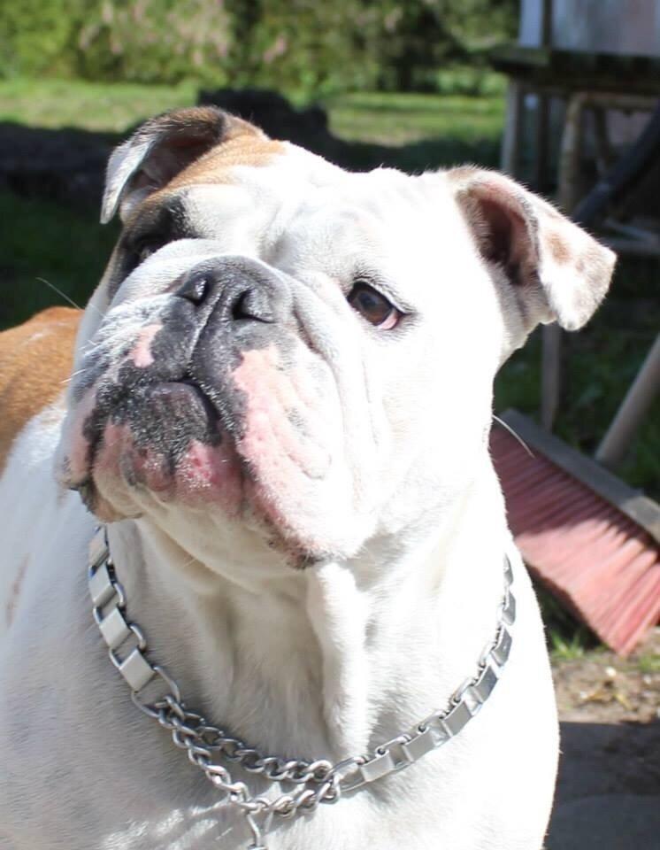 Engelsk bulldog Sookie - Molosshusets Madame Tussaud billede 27