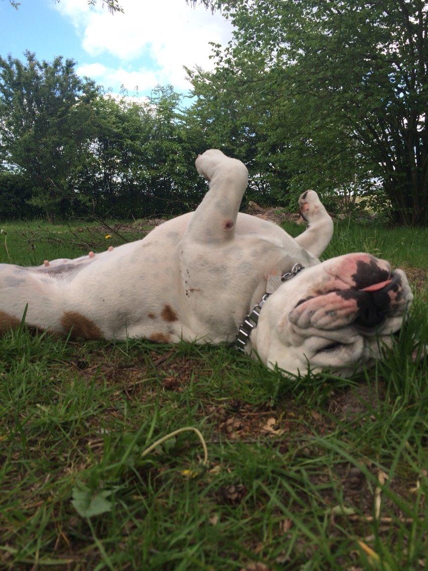 Engelsk bulldog Sookie - Molosshusets Madame Tussaud billede 26