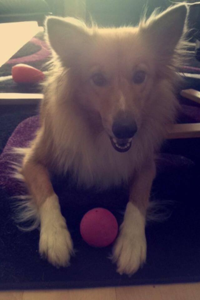 Shetland sheepdog Trunte - Velkommen til Trunte's profil billede 1