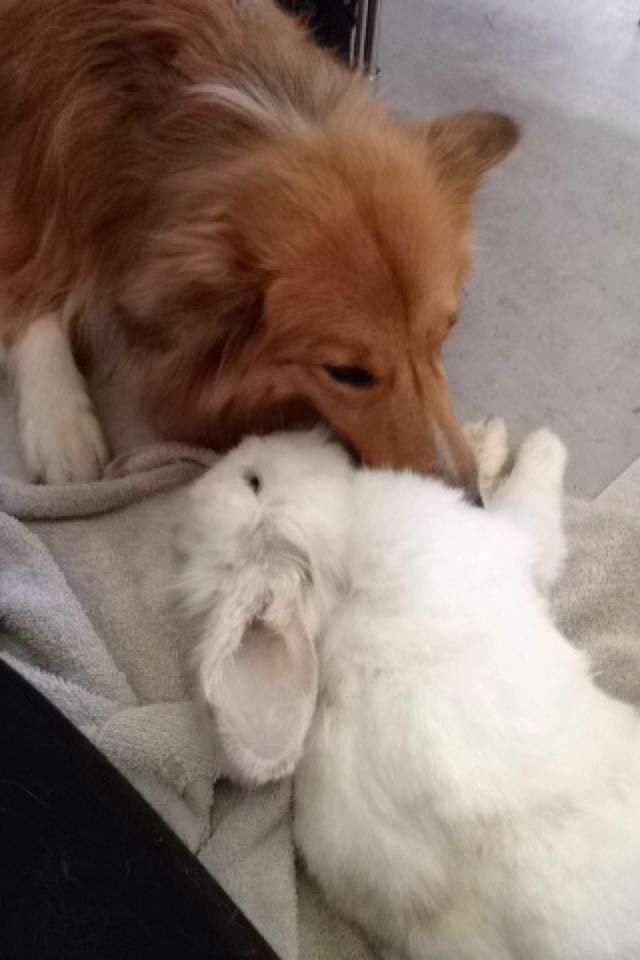 Shetland sheepdog Trunte - Trunte siger farvel til Ninus billede 2