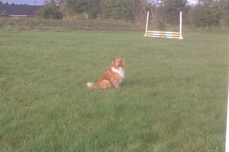 Shetland sheepdog Trunte - Med ude ved hesten  billede 3
