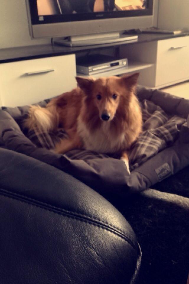 Shetland sheepdog Trunte billede 4