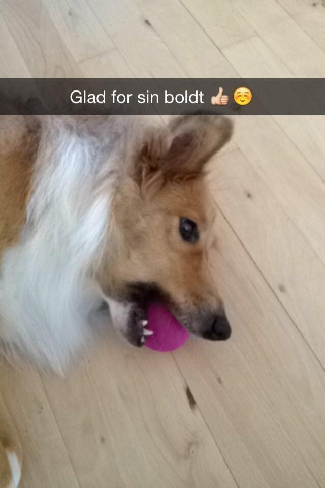 Shetland sheepdog Trunte billede 5