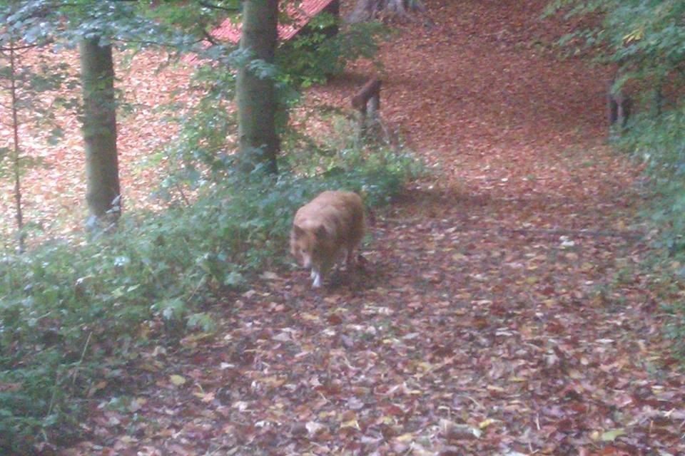 Shetland sheepdog Trunte billede 6