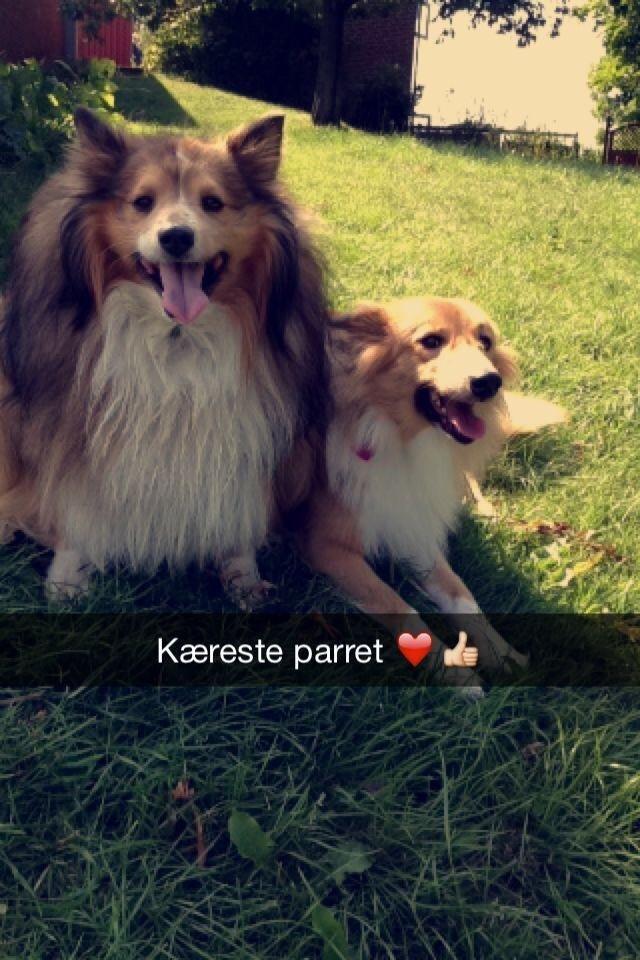 Shetland sheepdog Trunte - Trunte og Lassie min mosters hund billede 7