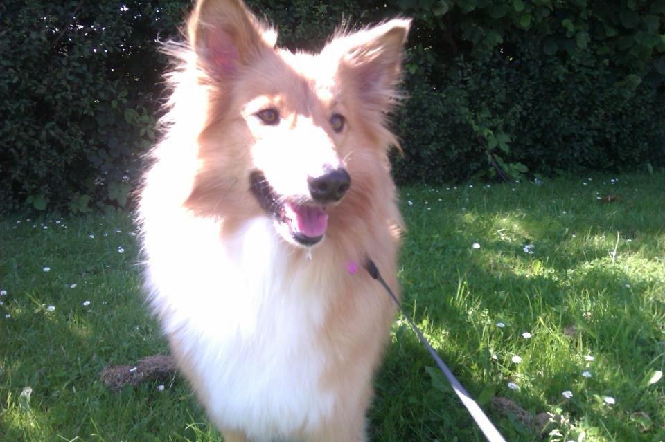 Shetland sheepdog Trunte billede 8