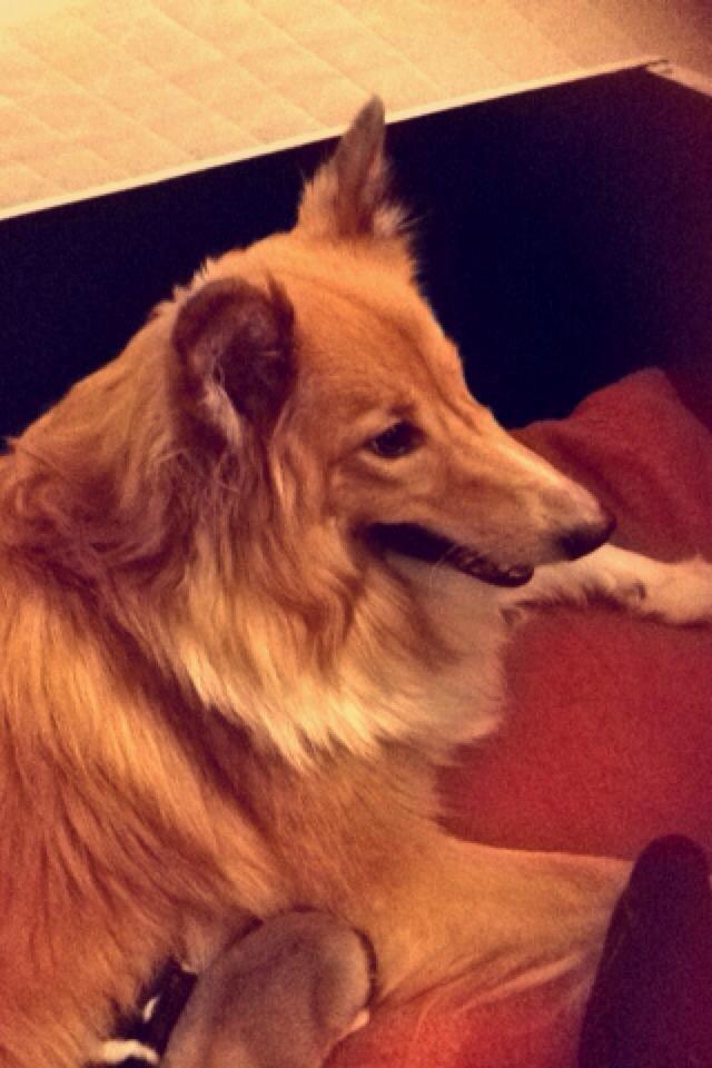 Shetland sheepdog Trunte billede 9