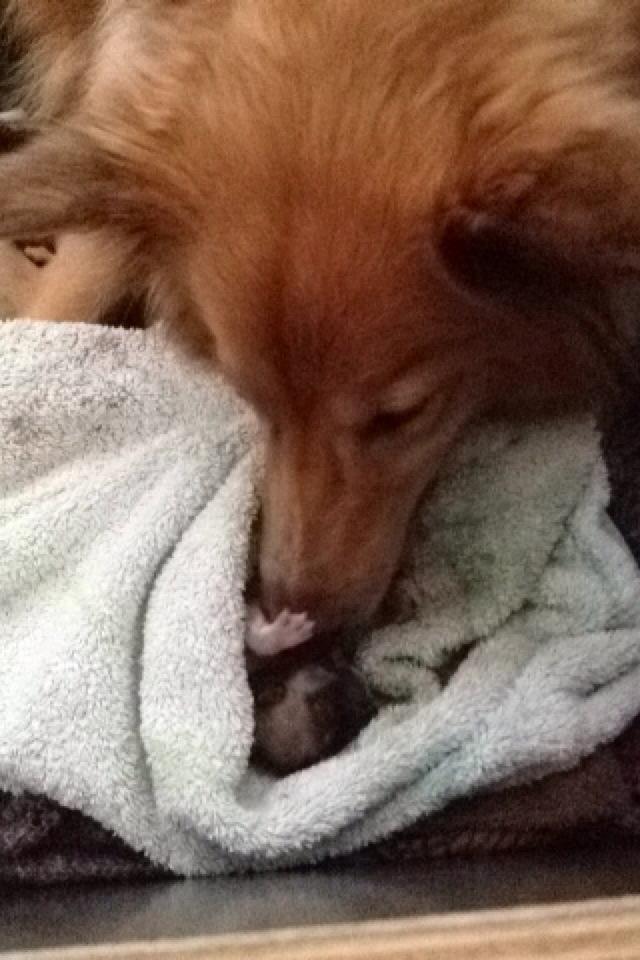 Shetland sheepdog Trunte - Trunte siger farvel til en hvalp, som dsv ikke overlevede  billede 10