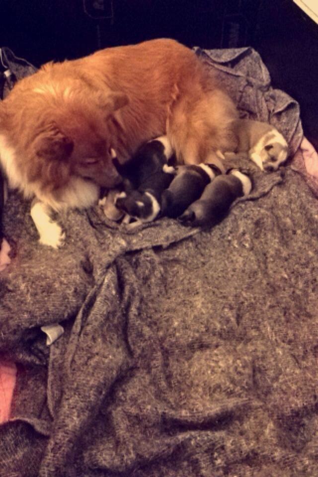 Shetland sheepdog Trunte - Nogle få timer efter hun havde født billede 11