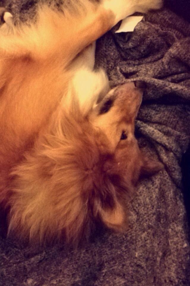 Shetland sheepdog Trunte billede 12