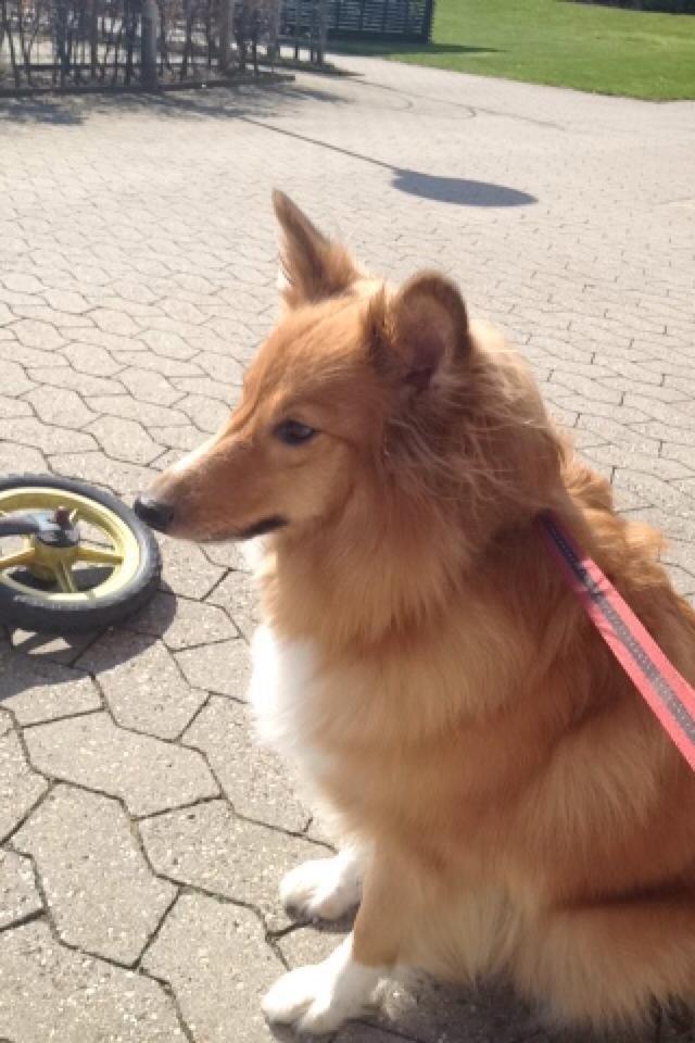 Shetland sheepdog Trunte billede 13