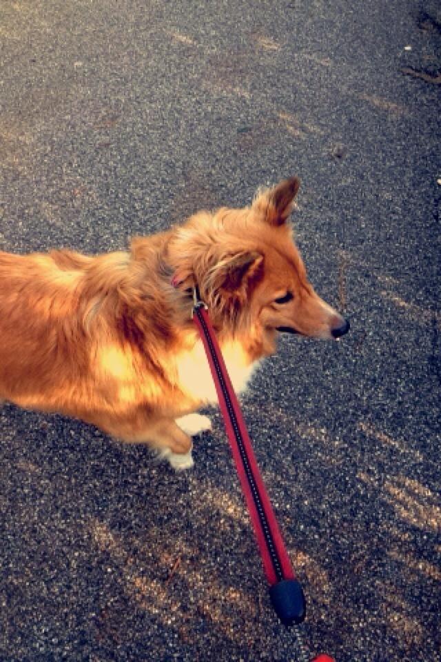 Shetland sheepdog Trunte billede 14