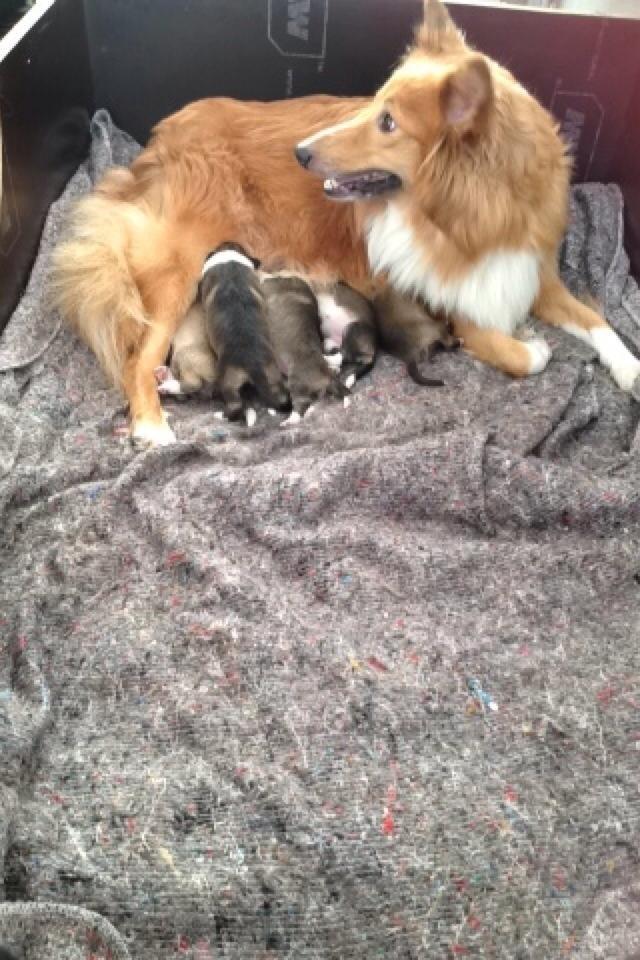 Shetland sheepdog Trunte billede 15