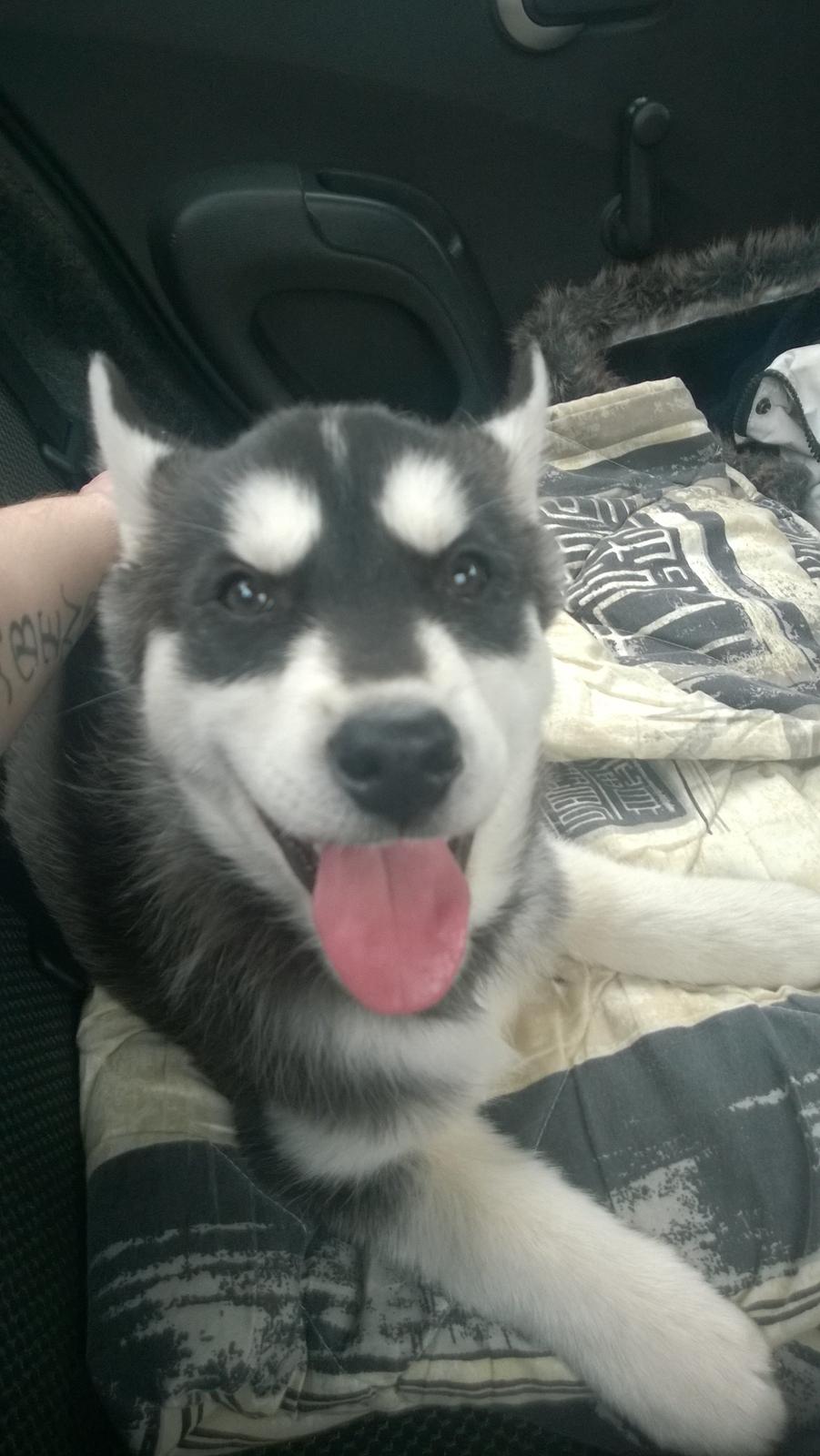 Siberian husky Gayo [Min Første Hund] billede 2