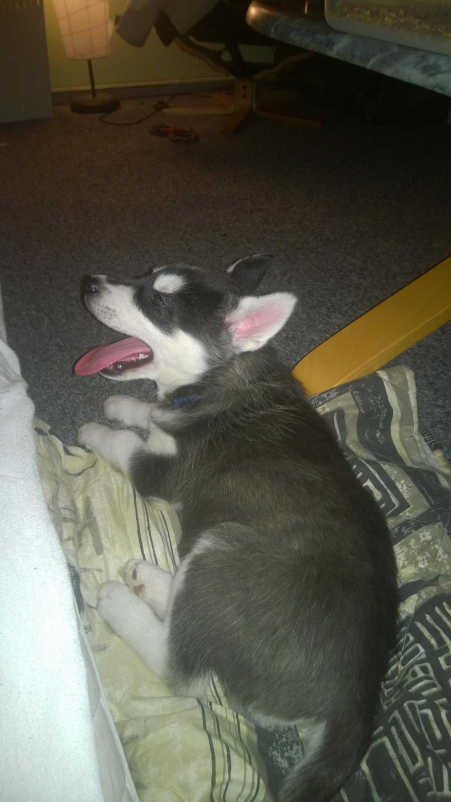 Siberian husky Gayo [Min Første Hund] billede 3