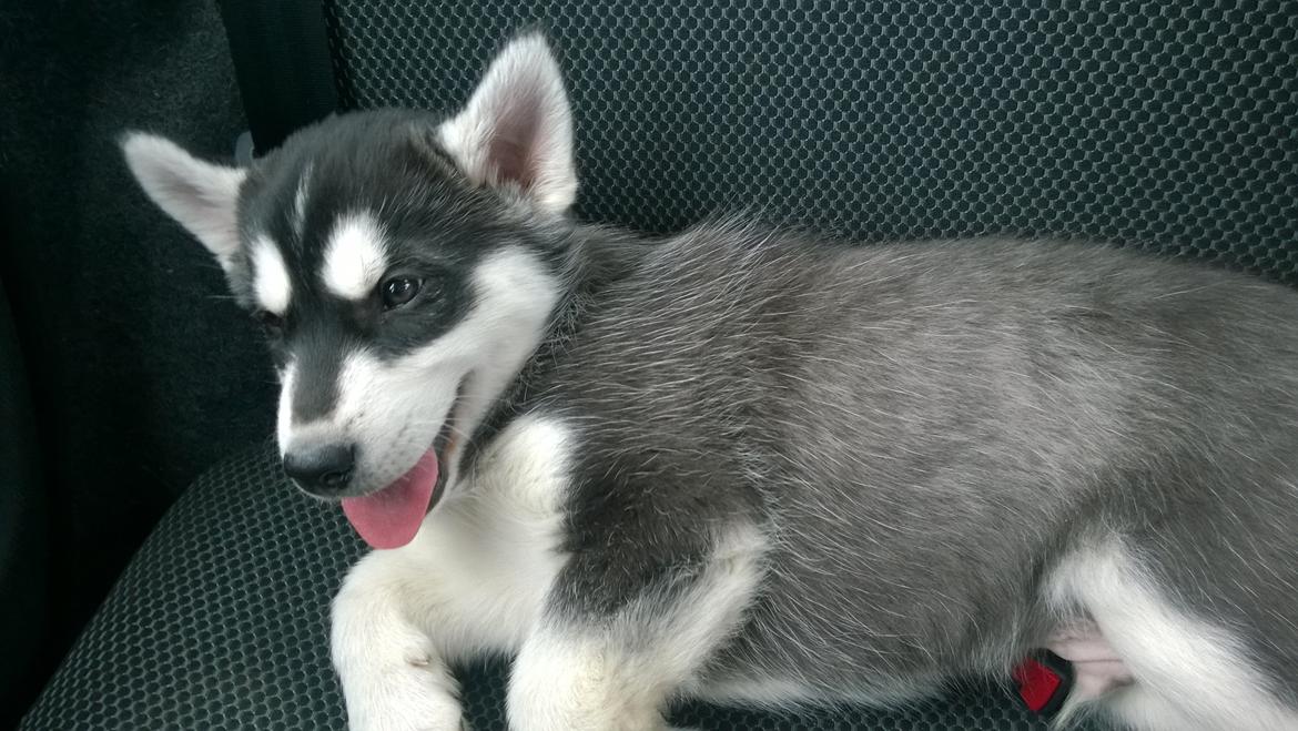 Siberian husky Gayo [Min Første Hund] billede 4