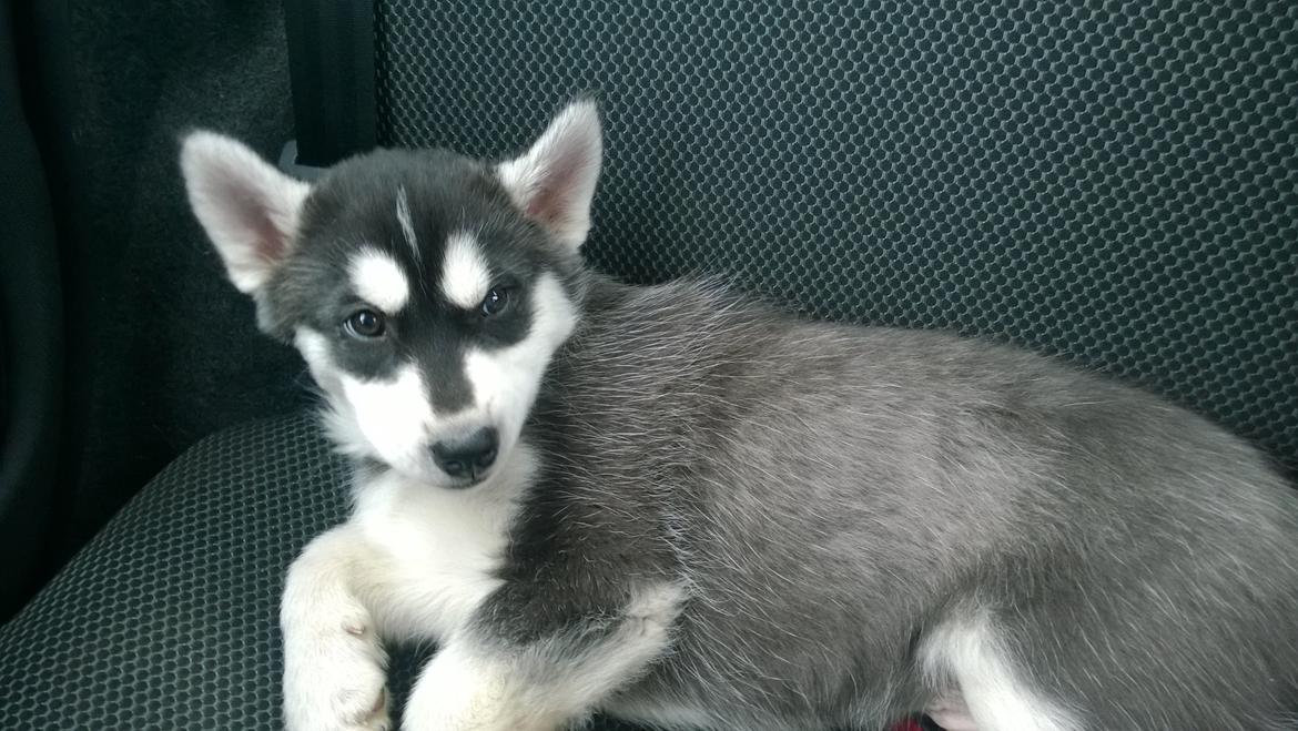 Siberian husky Gayo [Min Første Hund] billede 5