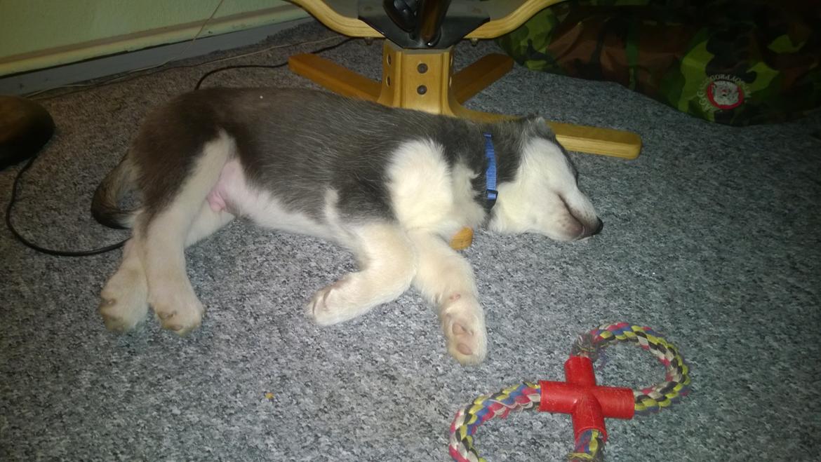 Siberian husky Gayo [Min Første Hund] billede 6