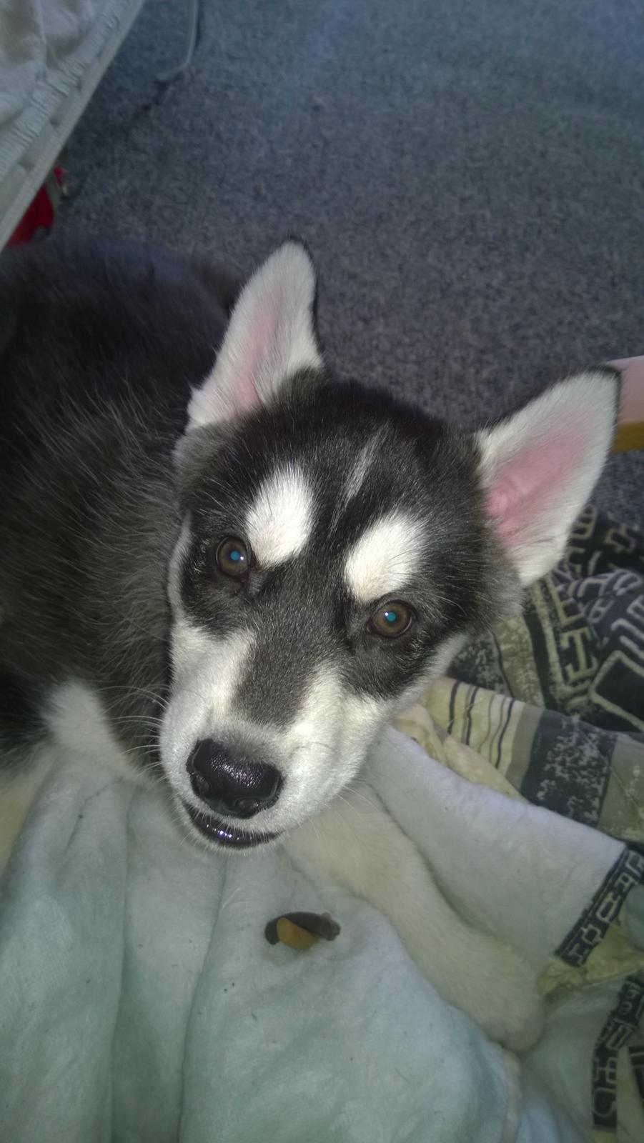 Siberian husky Gayo [Min Første Hund] billede 8