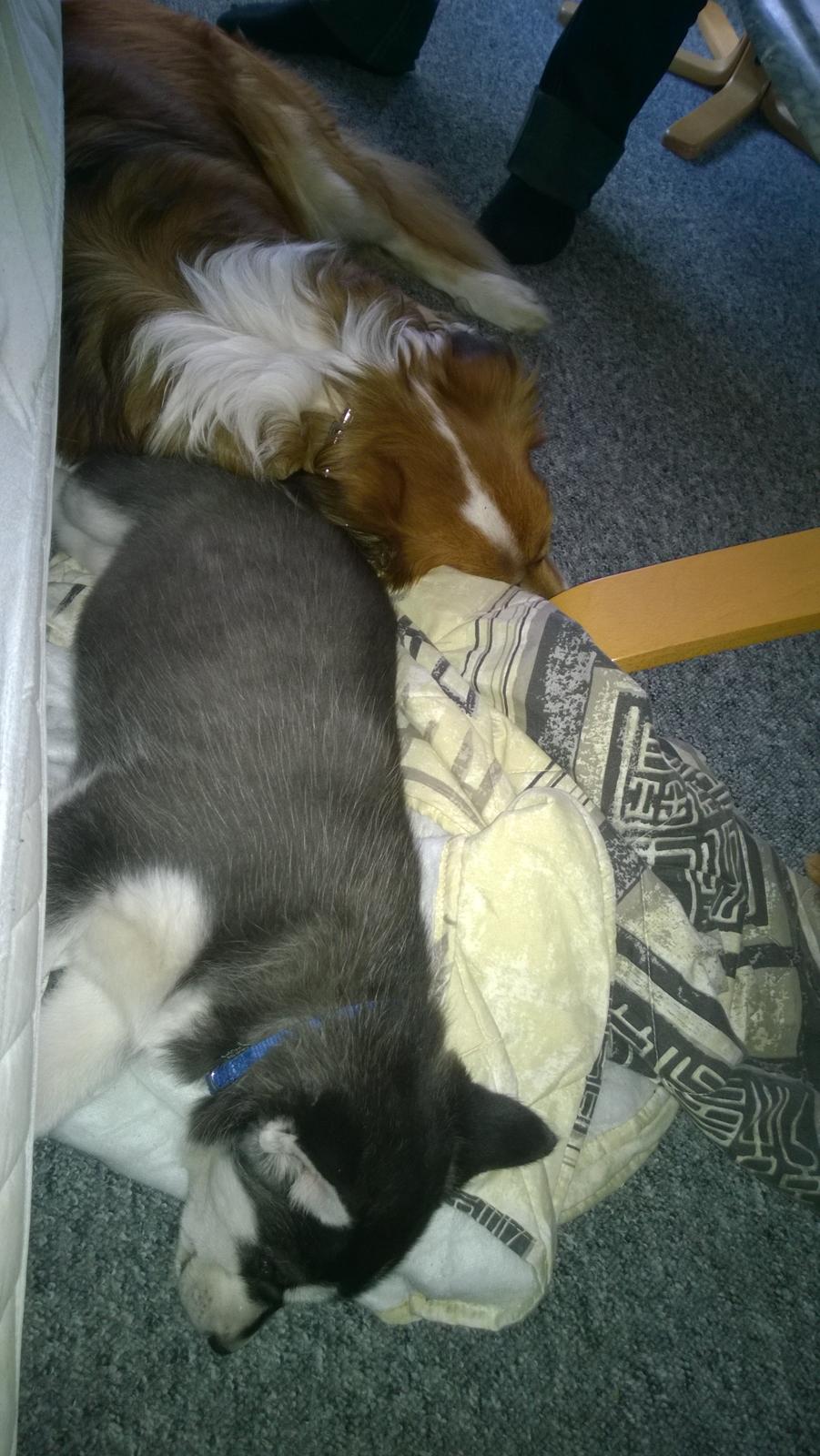 Siberian husky Gayo [Min Første Hund] billede 9