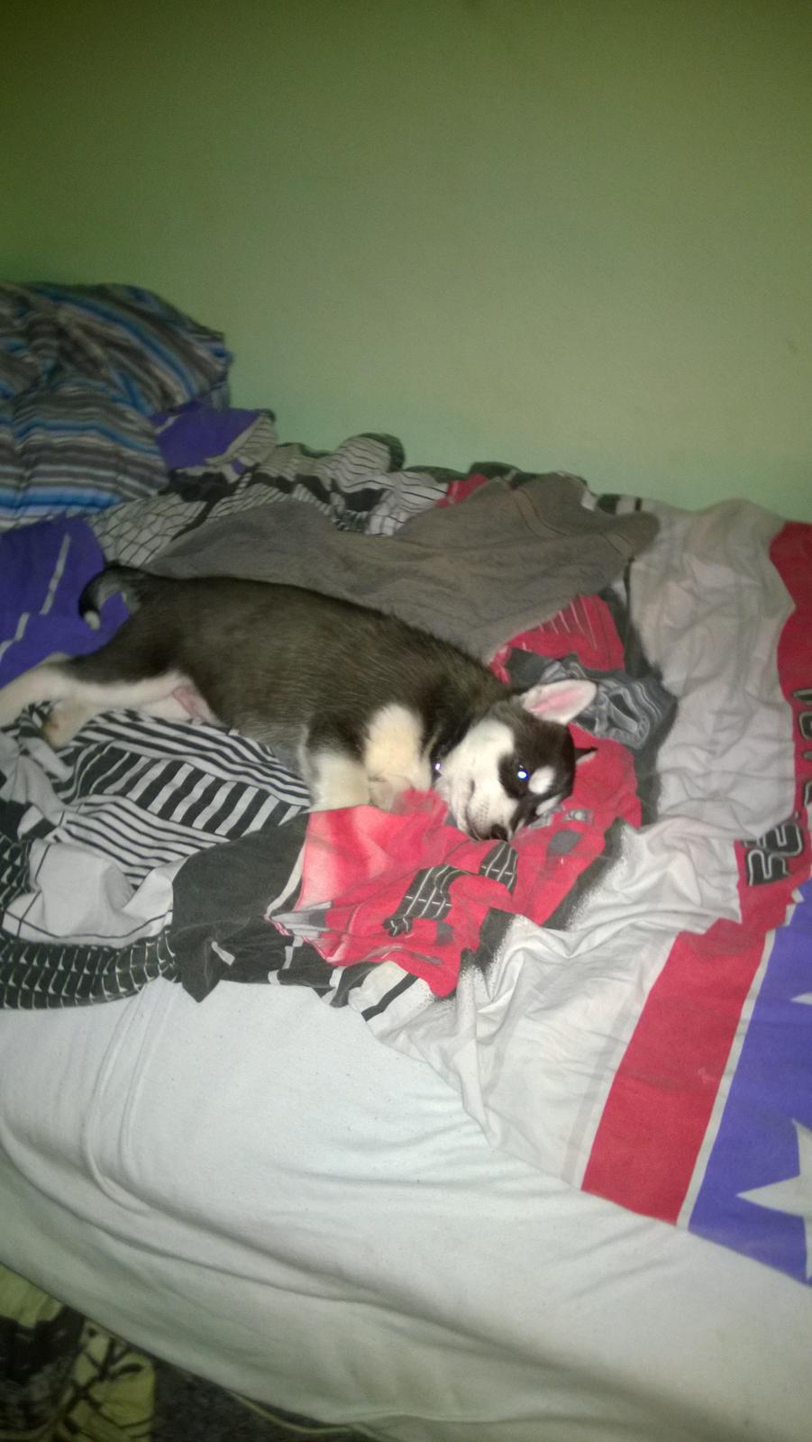 Siberian husky Gayo [Min Første Hund] billede 10