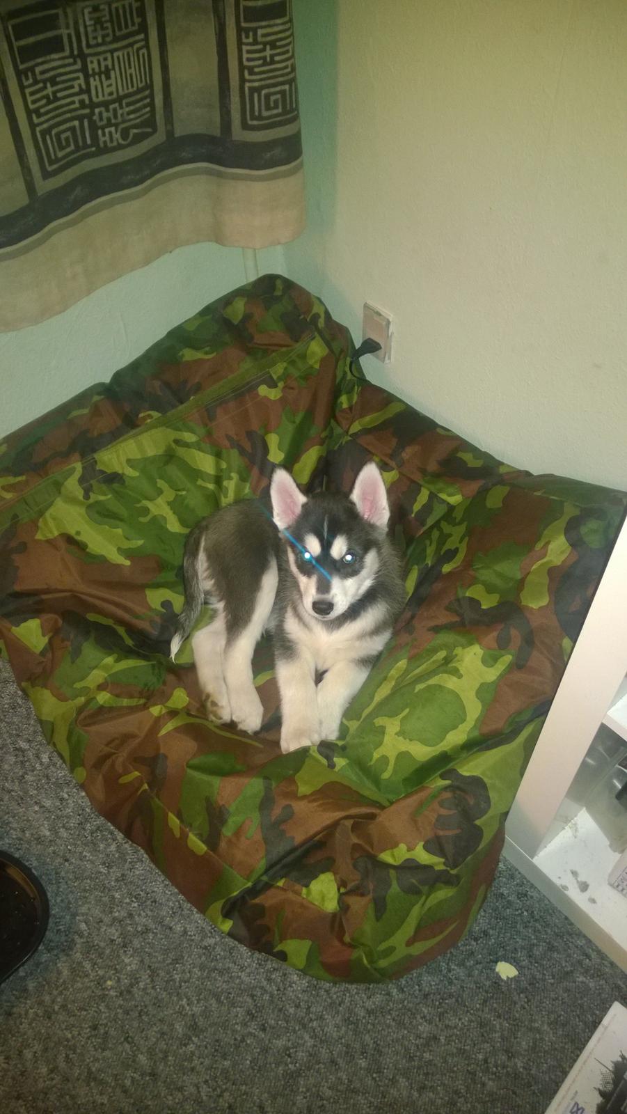 Siberian husky Gayo [Min Første Hund] billede 11