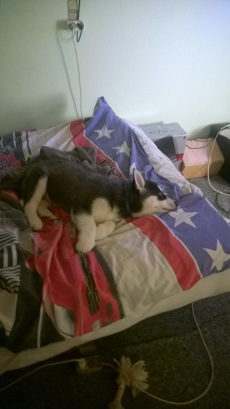 Siberian husky Gayo [Min Første Hund] billede 12