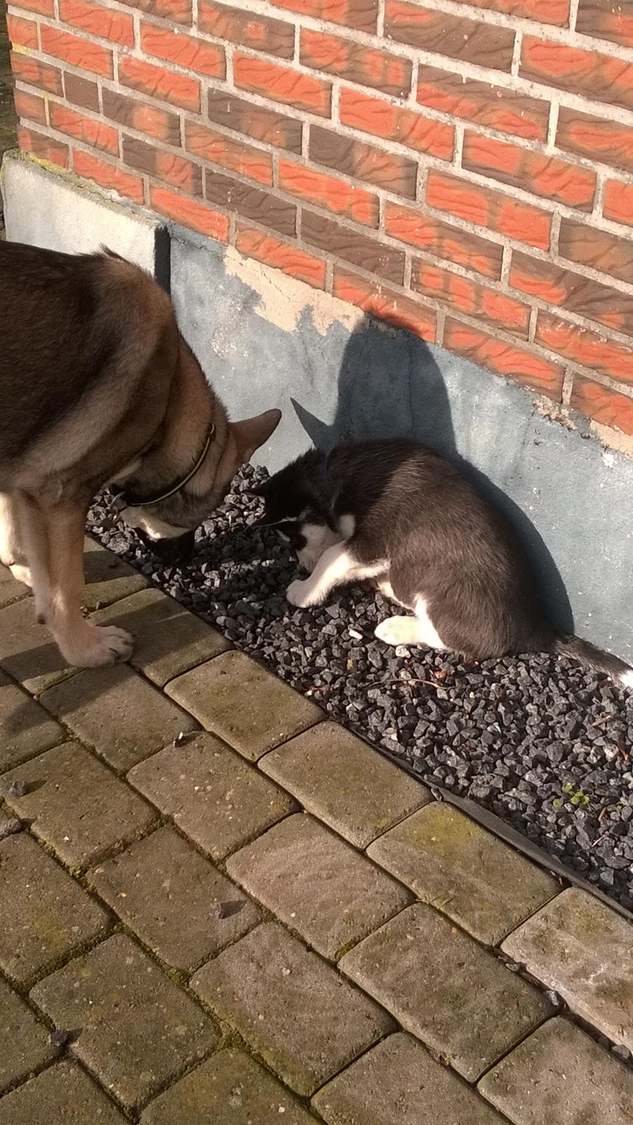 Siberian husky Gayo [Min Første Hund] billede 7