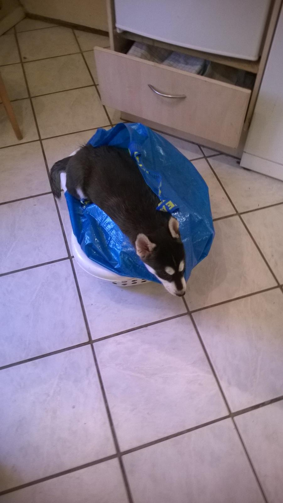 Siberian husky Gayo [Min Første Hund] billede 15