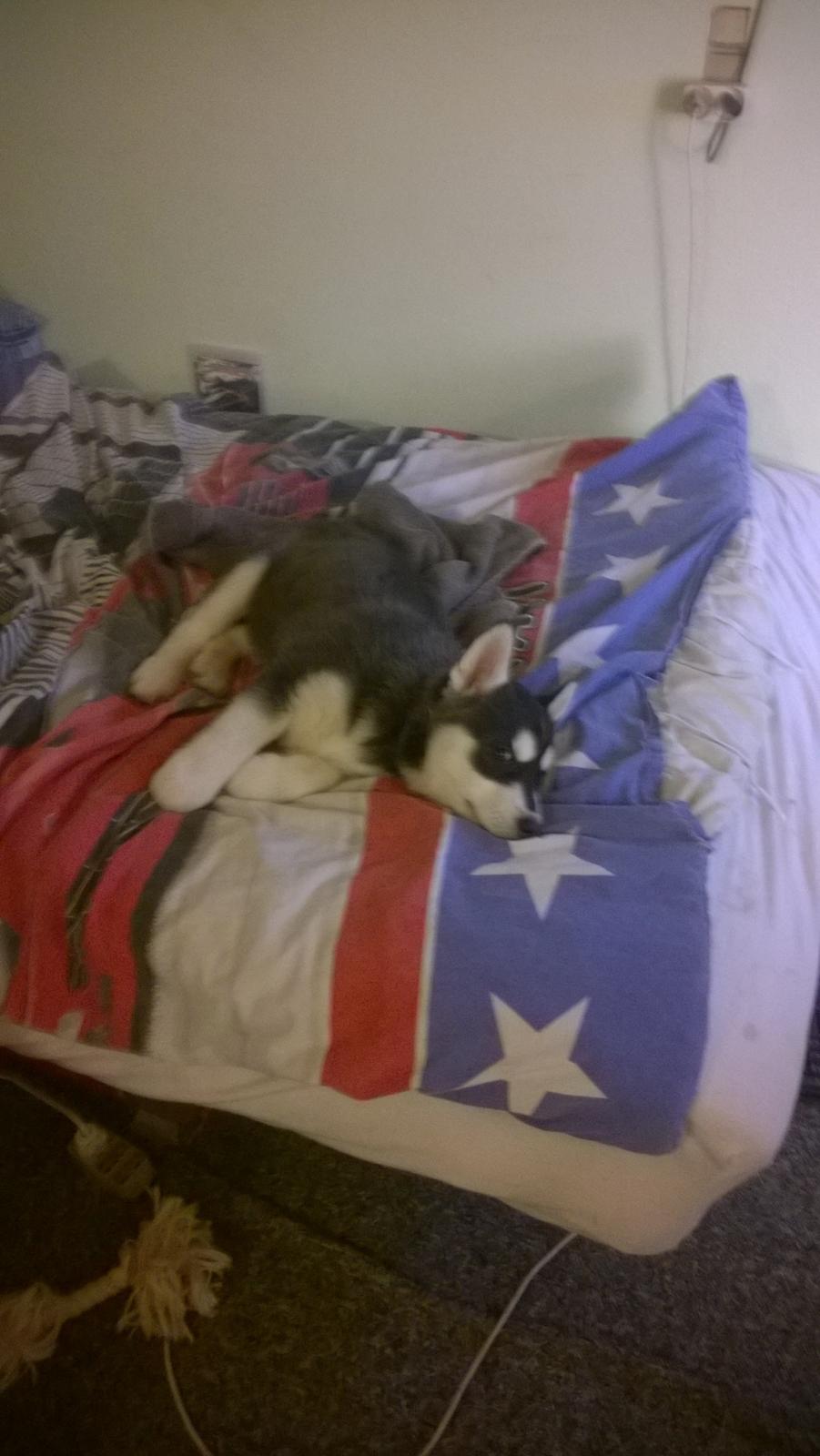 Siberian husky Gayo [Min Første Hund] billede 13