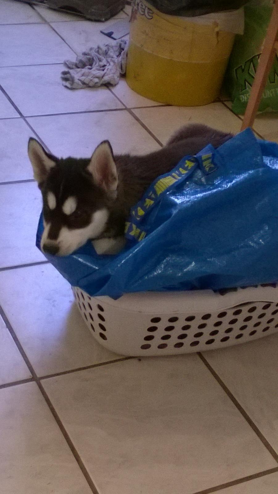 Siberian husky Gayo [Min Første Hund] billede 16