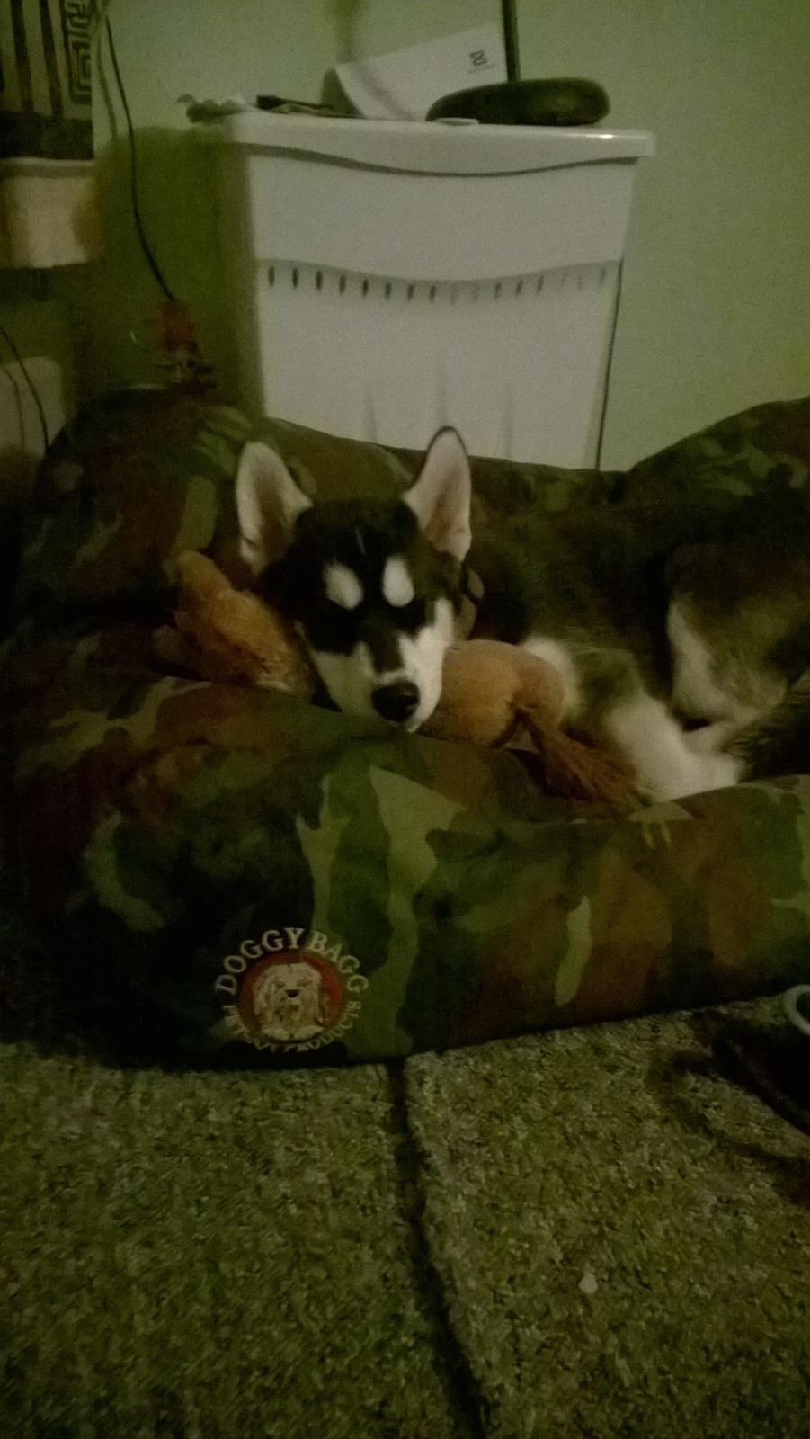 Siberian husky Gayo [Min Første Hund] billede 18