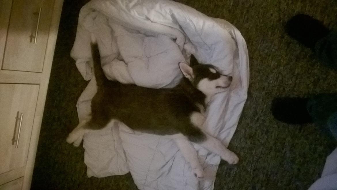 Siberian husky Gayo [Min Første Hund] billede 17