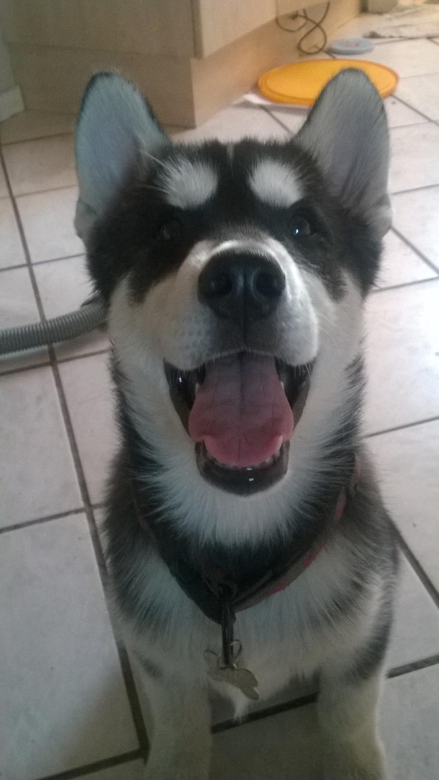 Siberian husky Gayo [Min Første Hund] billede 20