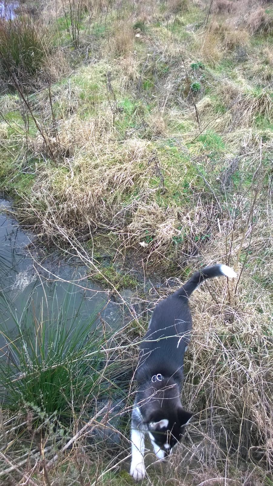 Siberian husky Gayo [Min Første Hund] billede 22