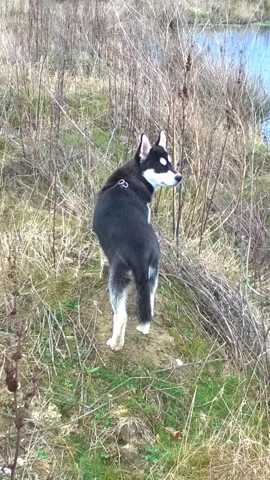 Siberian husky Gayo [Min Første Hund] billede 23