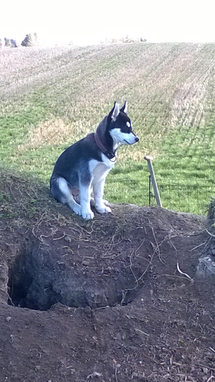 Siberian husky Gayo [Min Første Hund] billede 24