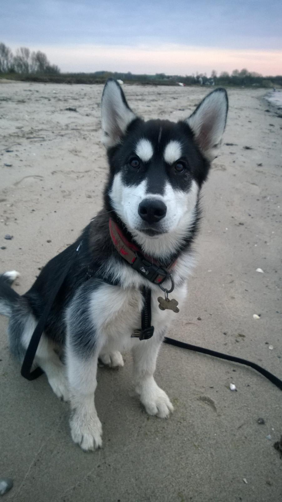 Siberian husky Gayo [Min Første Hund] billede 25