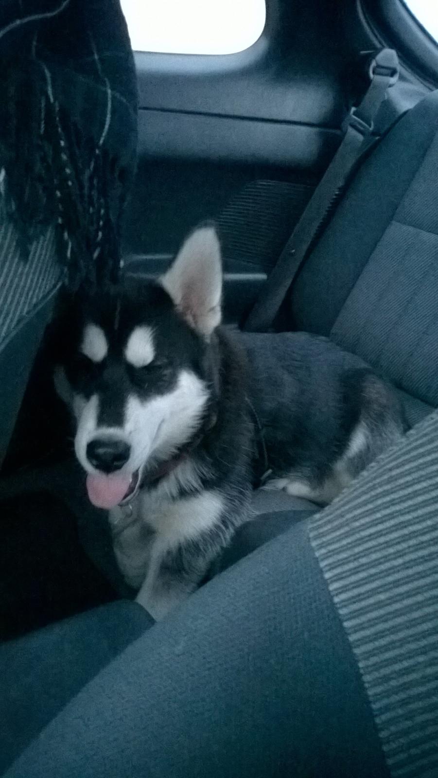 Siberian husky Gayo [Min Første Hund] billede 26