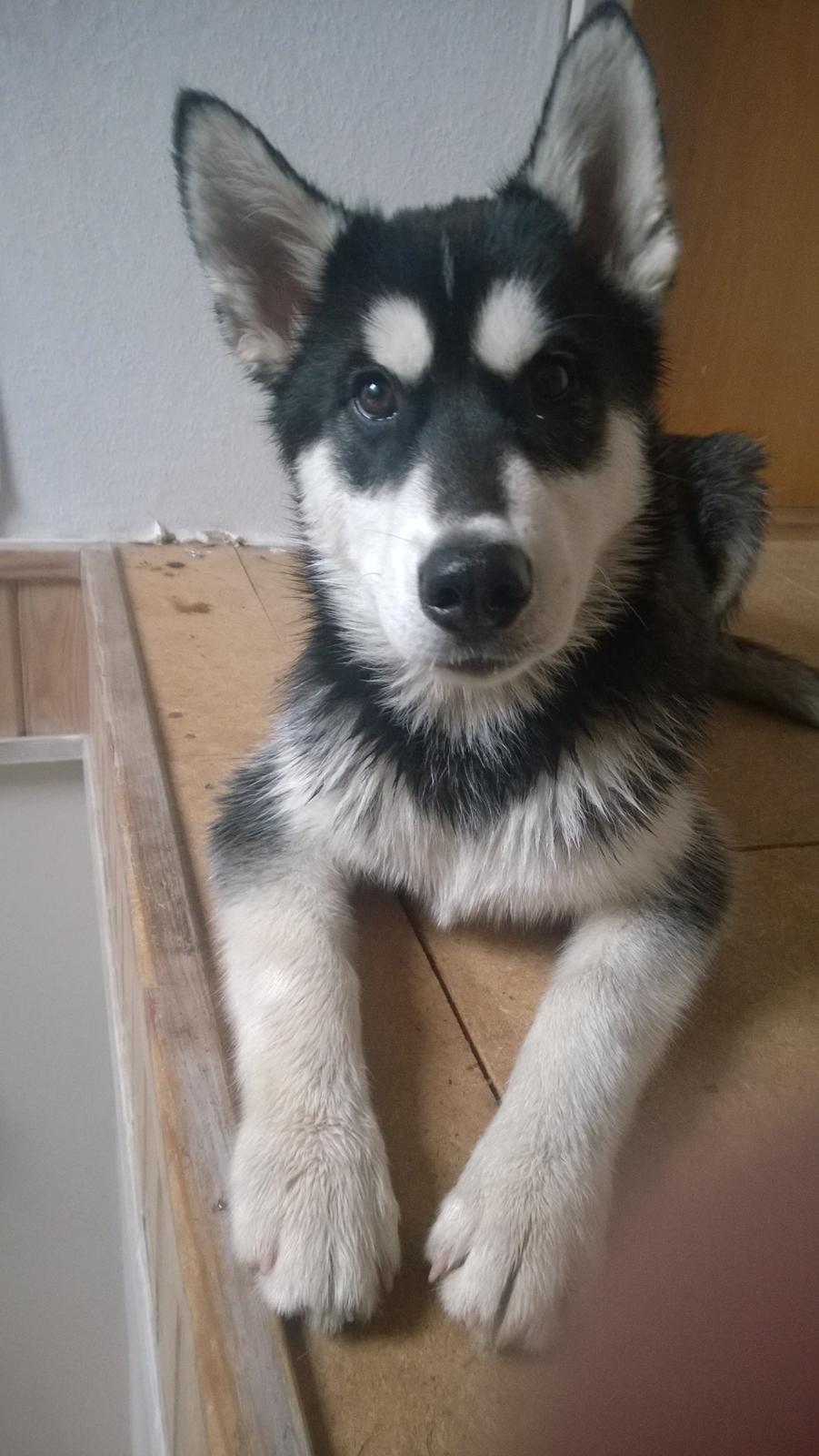 Siberian husky Gayo [Min Første Hund] billede 27