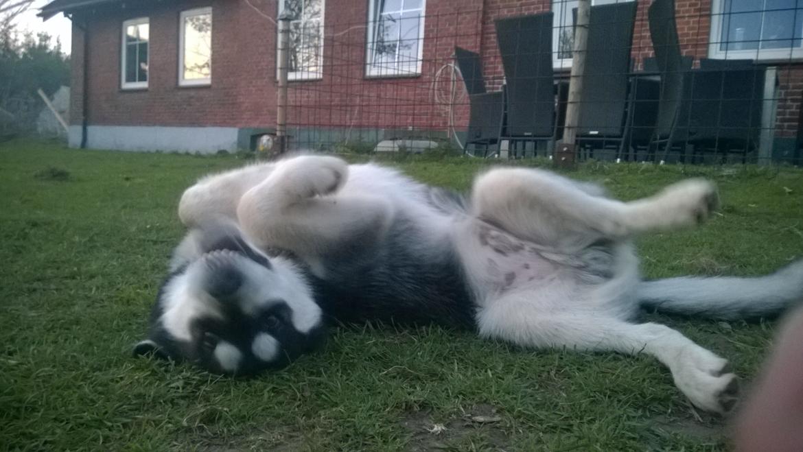 Siberian husky Gayo [Min Første Hund] billede 30