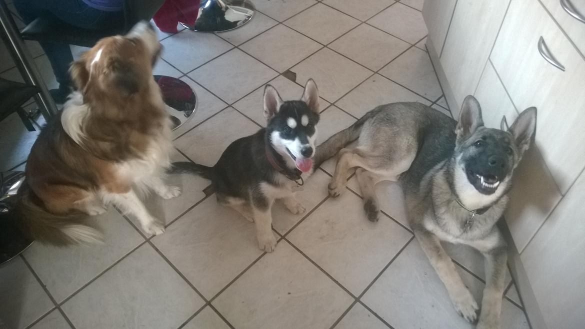 Siberian husky Gayo [Min Første Hund] billede 19