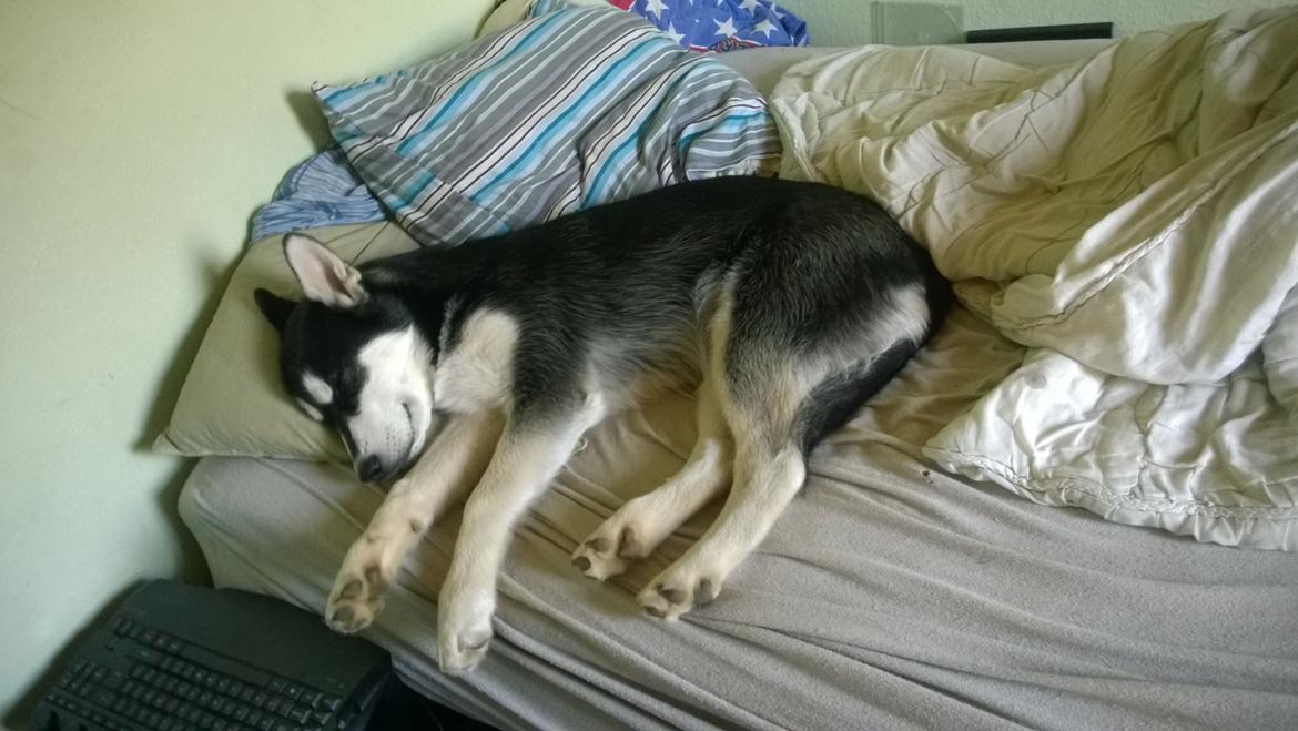 Siberian husky Gayo [Min Første Hund] billede 32