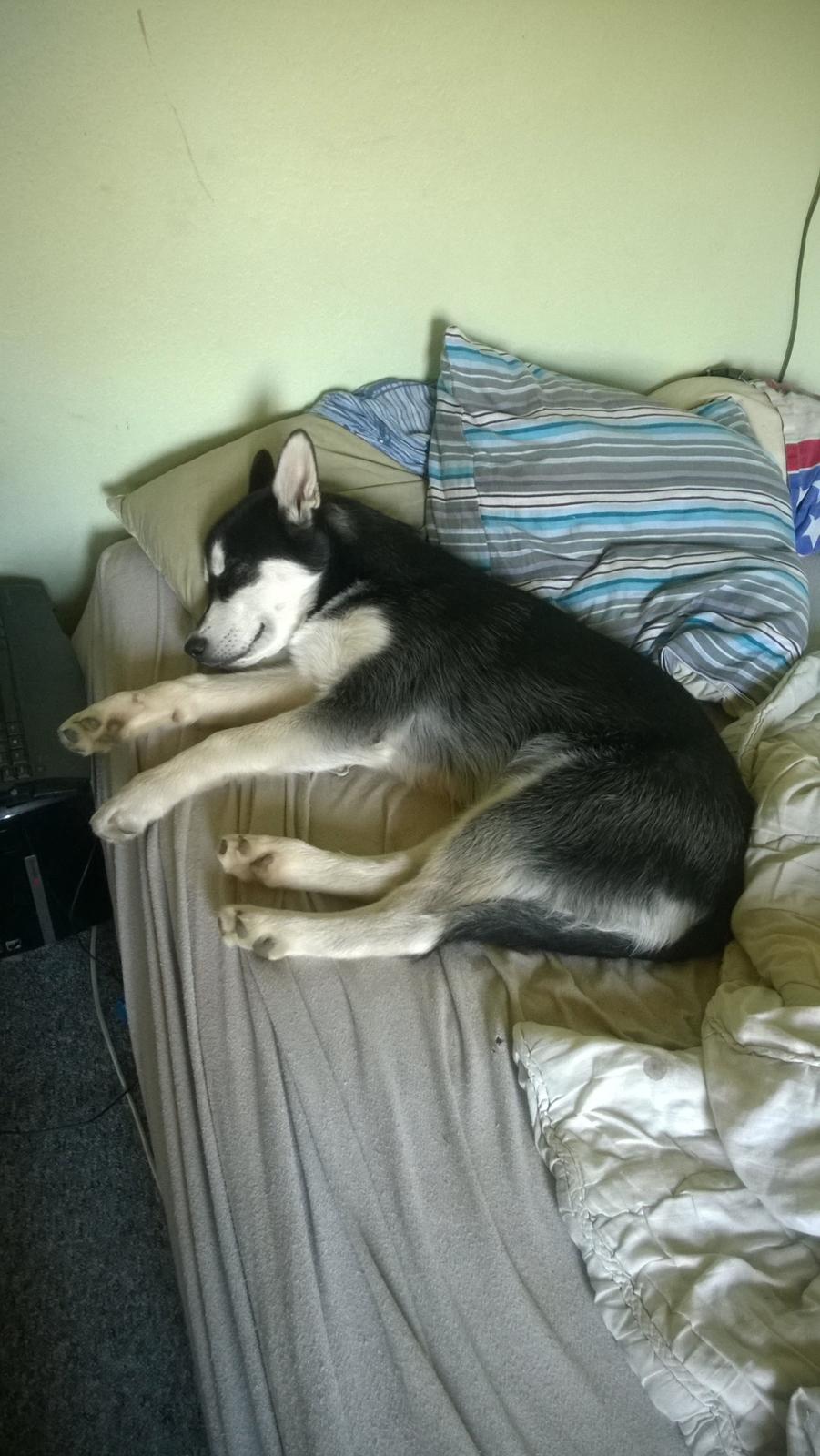 Siberian husky Gayo [Min Første Hund] billede 33