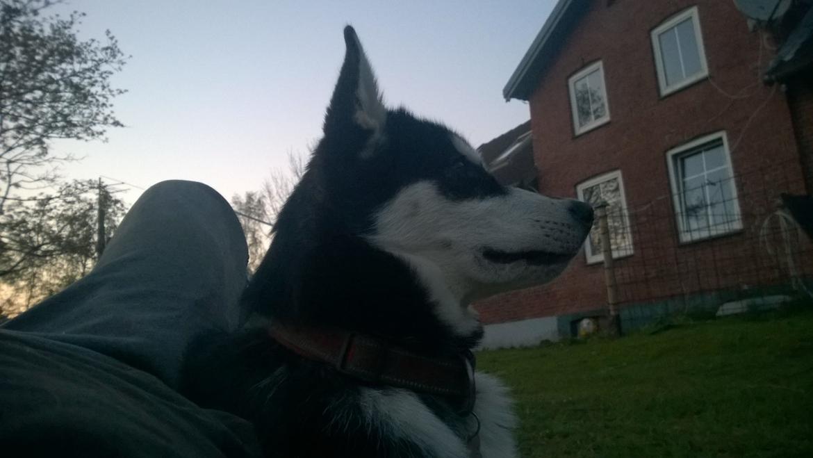 Siberian husky Gayo [Min Første Hund] billede 31