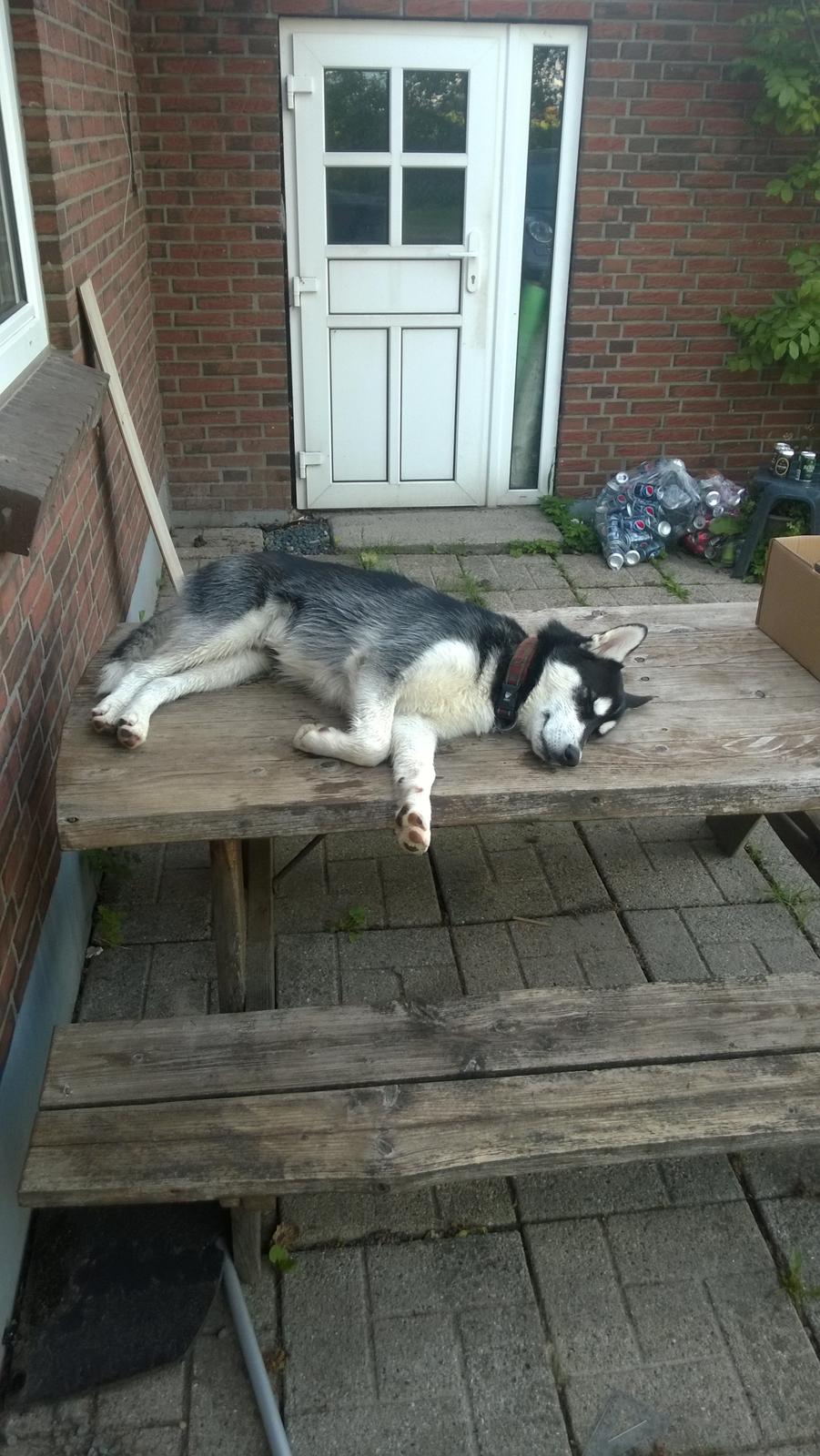 Siberian husky Gayo [Min Første Hund] billede 35